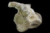 Rare, Iguanodon Cervical Vertebra - Isle Of Wight #97659-4